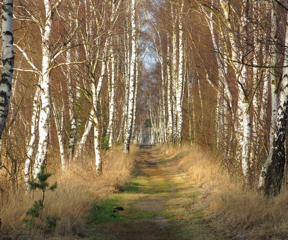 Обои дорога, природа, березы, road, nature, birch разрешение 3840x2160 Загрузить