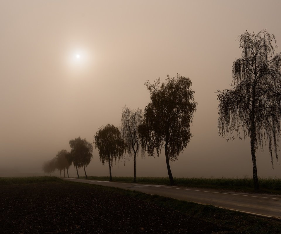 Обои дорога, утро, туман, березы, силуэты, road, morning, fog, birch, silhouettes разрешение 3840x2160 Загрузить