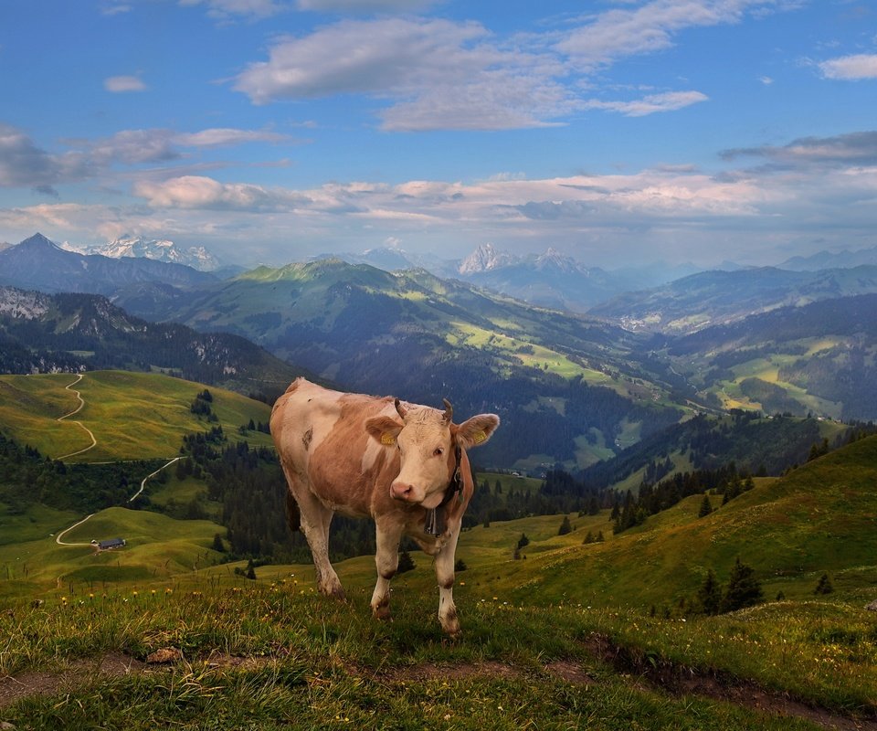 Обои горы, пастбище, корова, альпы, mountains, pasture, cow, alps разрешение 2720x1655 Загрузить