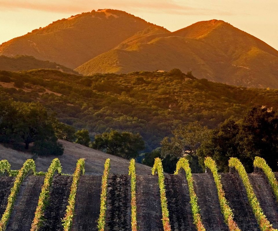 Обои горы, сша, калифорния, виноградник, mountains, usa, ca, vineyard разрешение 1920x1080 Загрузить