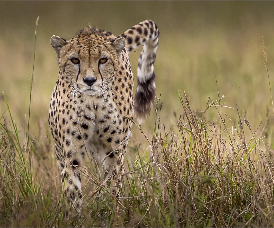 Обои хвост, гепард, tail, cheetah разрешение 1920x1080 Загрузить