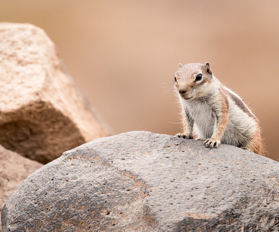 Обои камни, фон, поза, взгляд, суслик, золотистый суслик, stones, background, pose, look, gopher разрешение 3598x2399 Загрузить