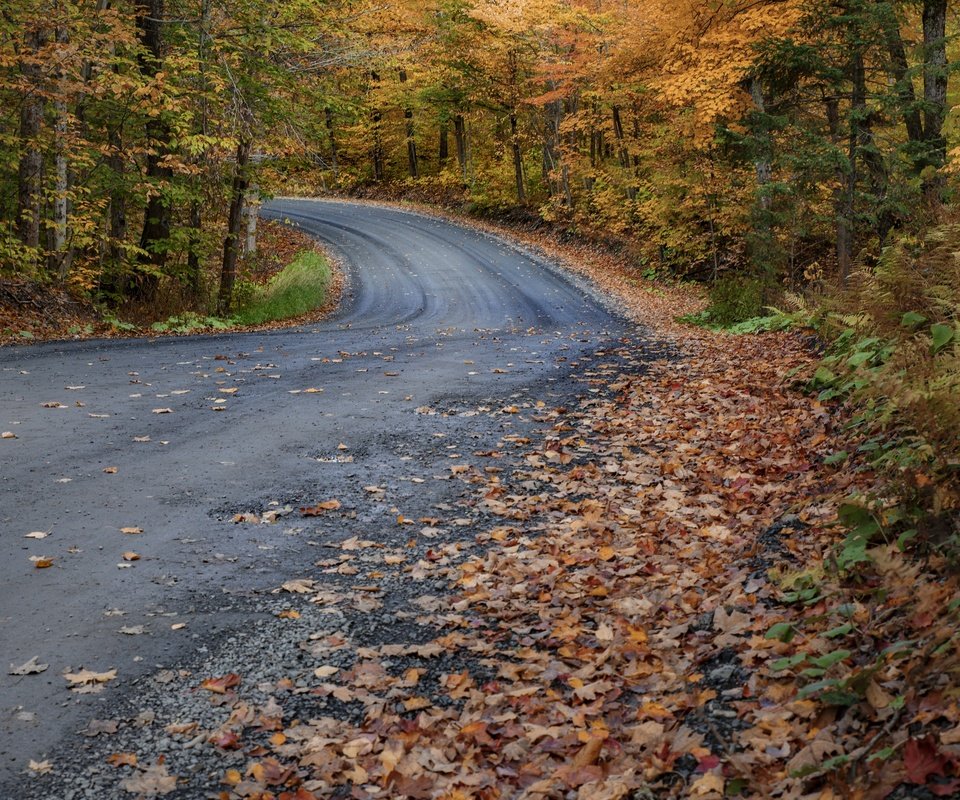 Обои лес, осень, forest, autumn разрешение 3840x2160 Загрузить