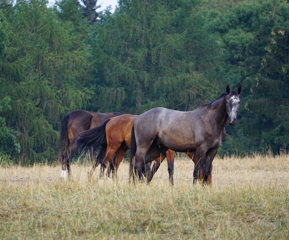 Обои лес, поле, лошади, кони, пасутся, forest, field, horse, horses, grazing разрешение 2560x1707 Загрузить