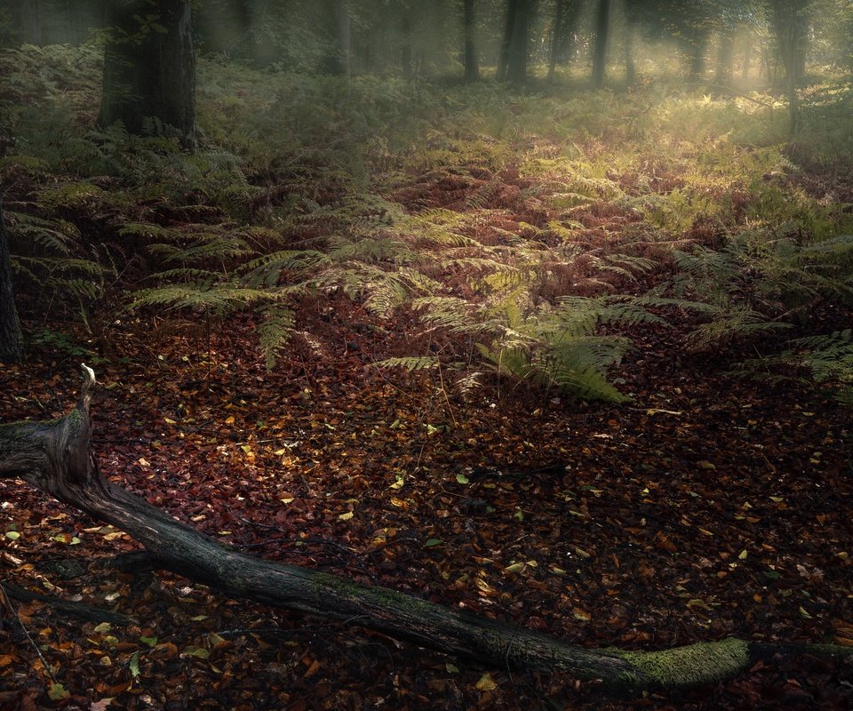 Обои лес, туман, forest, fog разрешение 3840x2160 Загрузить