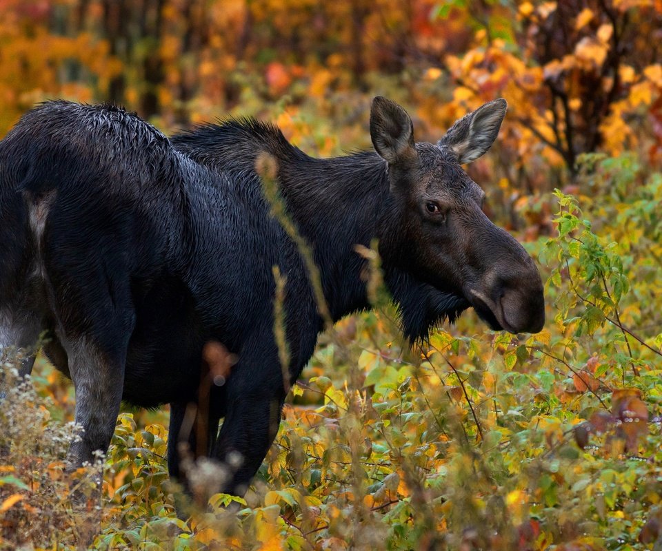 Обои лес, взгляд, осень, лось, forest, look, autumn, moose разрешение 3000x2000 Загрузить