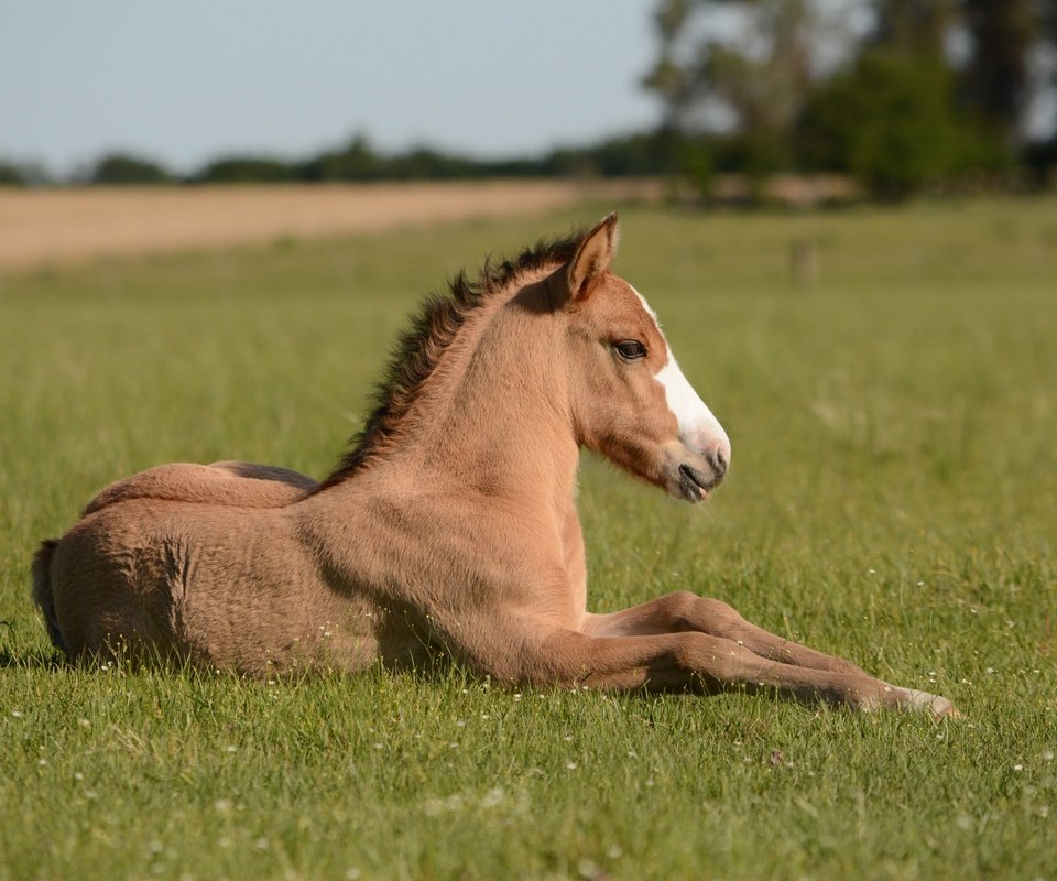 Обои лошадь, поле, конь, жеребенок, horse, field, foal разрешение 6000x4000 Загрузить