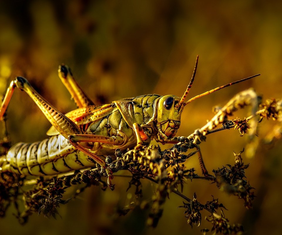 Обои макро, растение, стебель, кузнечик, macro, plant, stem, grasshopper разрешение 2560x1440 Загрузить