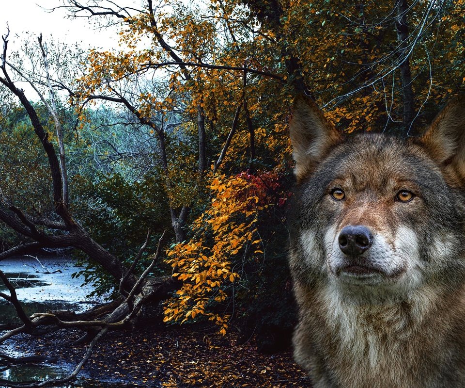 Обои морда, лес, портрет, рендеринг, волк, face, forest, portrait, rendering, wolf разрешение 2560x1825 Загрузить