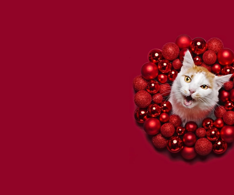Обои круг, морда, красный фон, новый год, шары, кот, кошка, шарики, рыжий, праздник, рождество, round, face, red background, new year, balls, cat, red, holiday, christmas разрешение 2000x1125 Загрузить