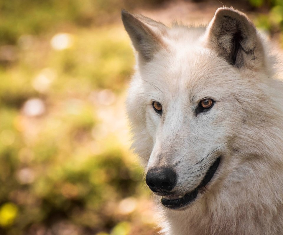 Обои морда, портрет, взгляд, белый, волк, боке, полярный, face, portrait, look, white, wolf, bokeh, polar разрешение 3840x2483 Загрузить