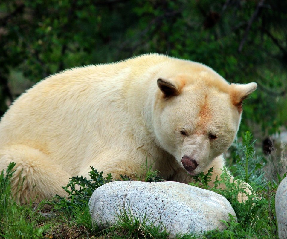 Обои морда, природа, поза, взгляд, медведь, белый, камень, face, nature, pose, look, bear, white, stone разрешение 2560x1707 Загрузить