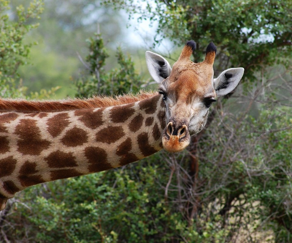 Обои морда, природа, взгляд, жираф, face, nature, look, giraffe разрешение 2620x1905 Загрузить