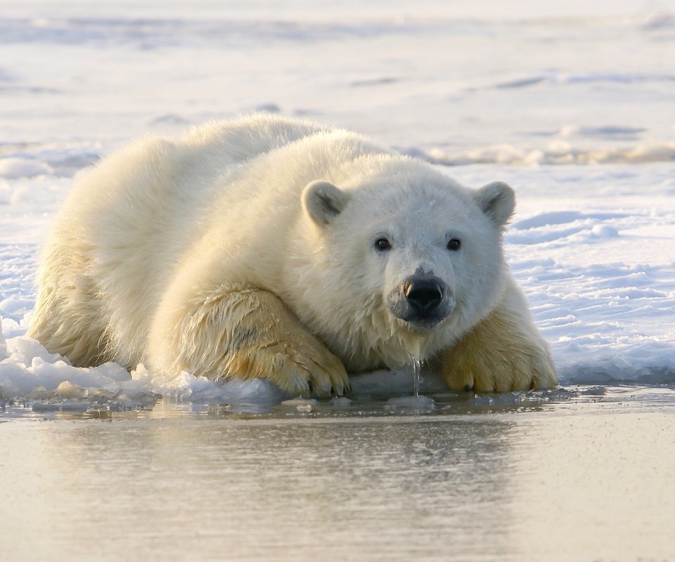 Обои морда, белый медведь, снег, медвежонок, берег, зима, взгляд, медведь, лёд, лежит, face, polar bear, snow, shore, winter, look, bear, ice, lies разрешение 2560x1707 Загрузить