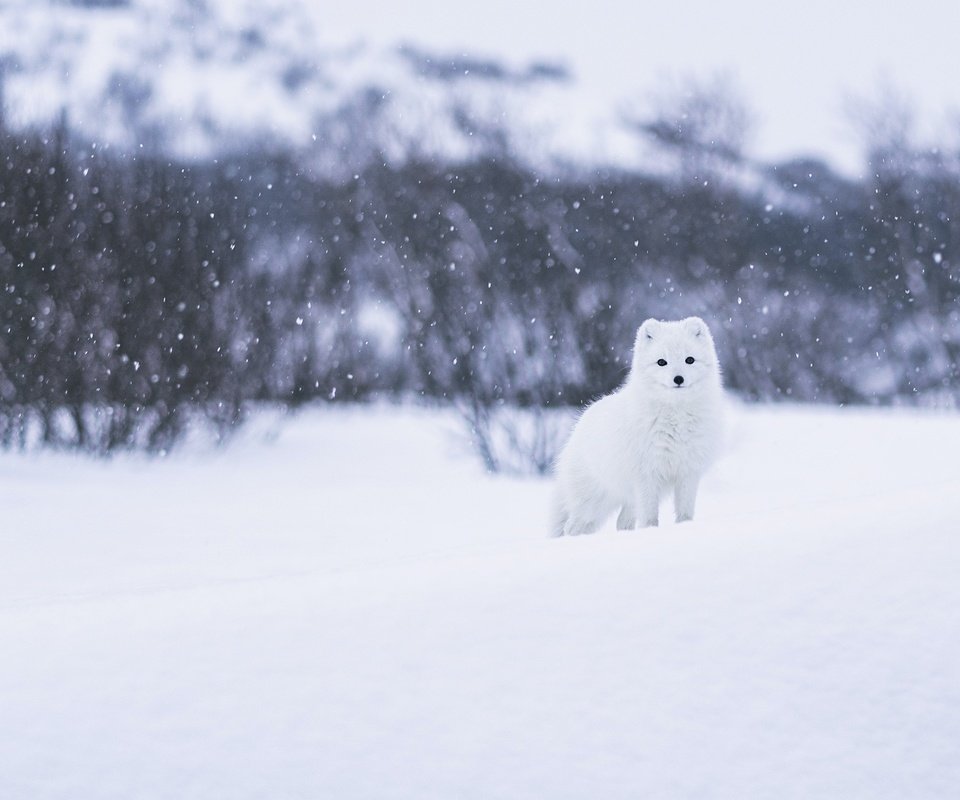 Обои морда, песец, снег, природа, лес, зима, кусты, взгляд, белый, face, fox, snow, nature, forest, winter, the bushes, look, white разрешение 2560x1440 Загрузить