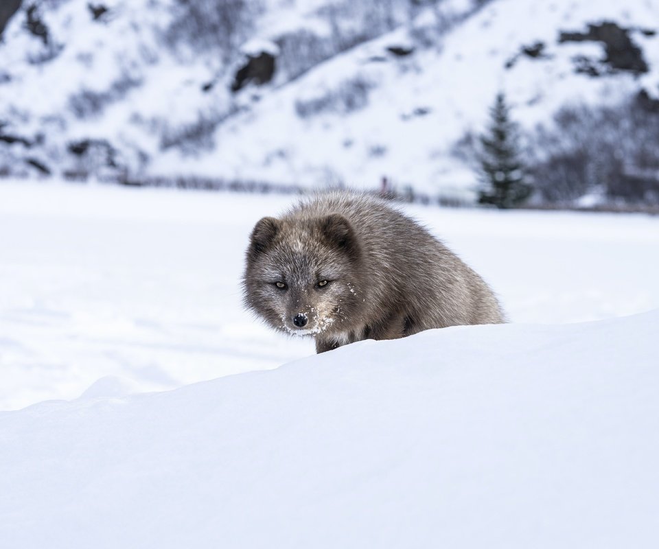 Обои морда, снег, зима, взгляд, песец, выглядывает, face, snow, winter, look, fox, peeps разрешение 5627x3751 Загрузить