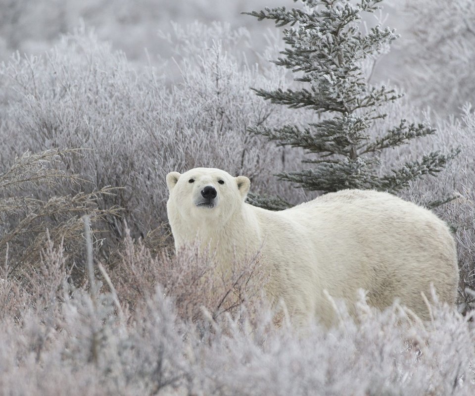 Обои морда, белый медведь, трава, снег, хвоя, зима, иней, взгляд, медведь, face, polar bear, grass, snow, needles, winter, frost, look, bear разрешение 2000x1412 Загрузить