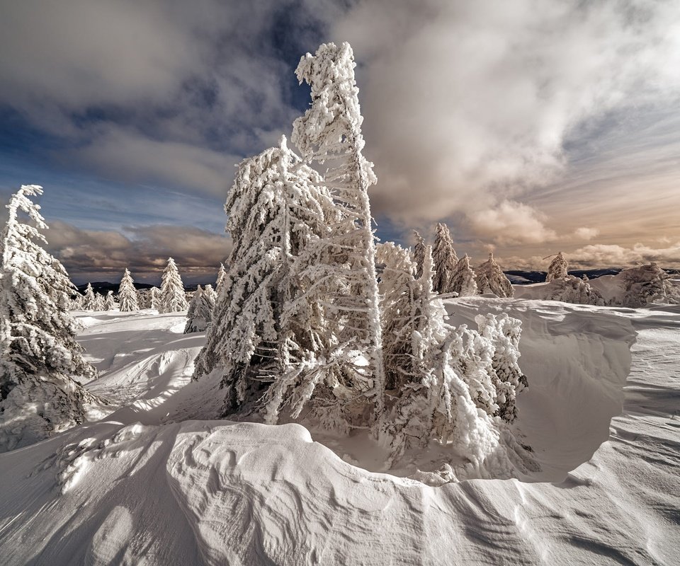 Обои небо, сугробы, облака, снег, природа, лес, зима, ели, елочки, the sky, the snow, clouds, snow, nature, forest, winter, ate, christmas trees разрешение 2000x1334 Загрузить