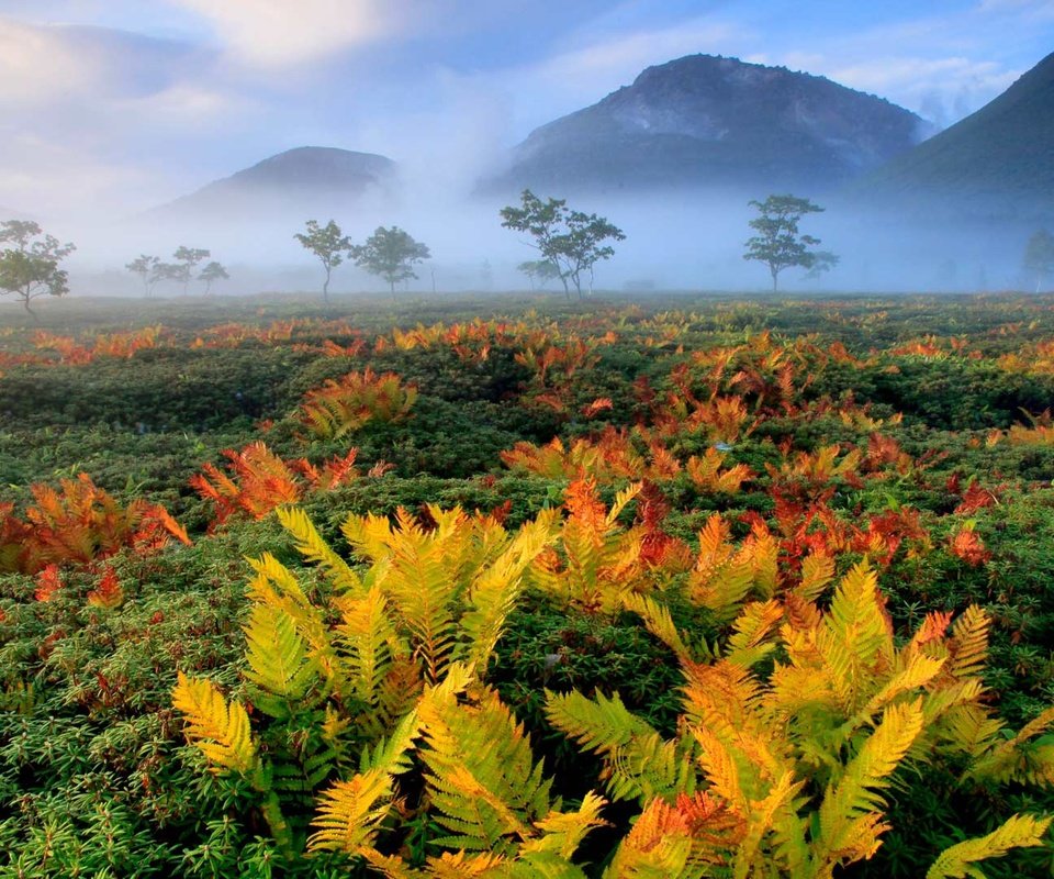 Обои осень, япония, папоротник, хоккайдо, autumn, japan, fern, hokkaido разрешение 1920x1080 Загрузить