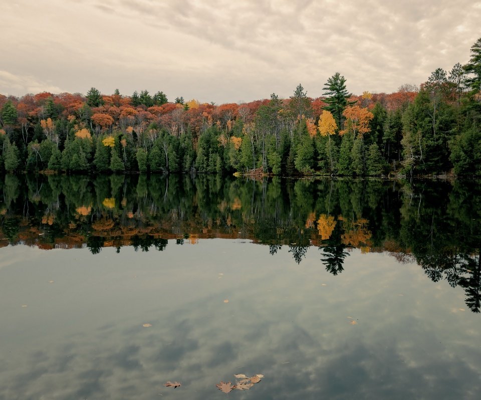 Обои озеро, лес, lake, forest разрешение 3840x2160 Загрузить