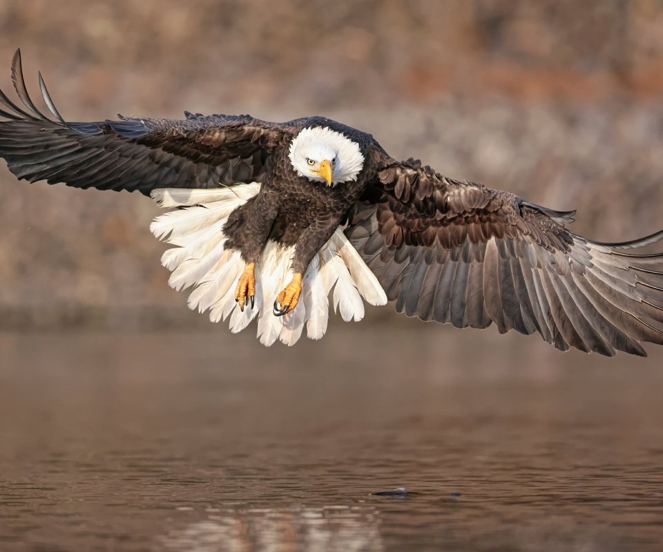 Обои полет, крылья, водоем, птица, белоголовый орлан, парит, хищная, flight, wings, pond, bird, bald eagle, soars, predatory разрешение 6144x3782 Загрузить