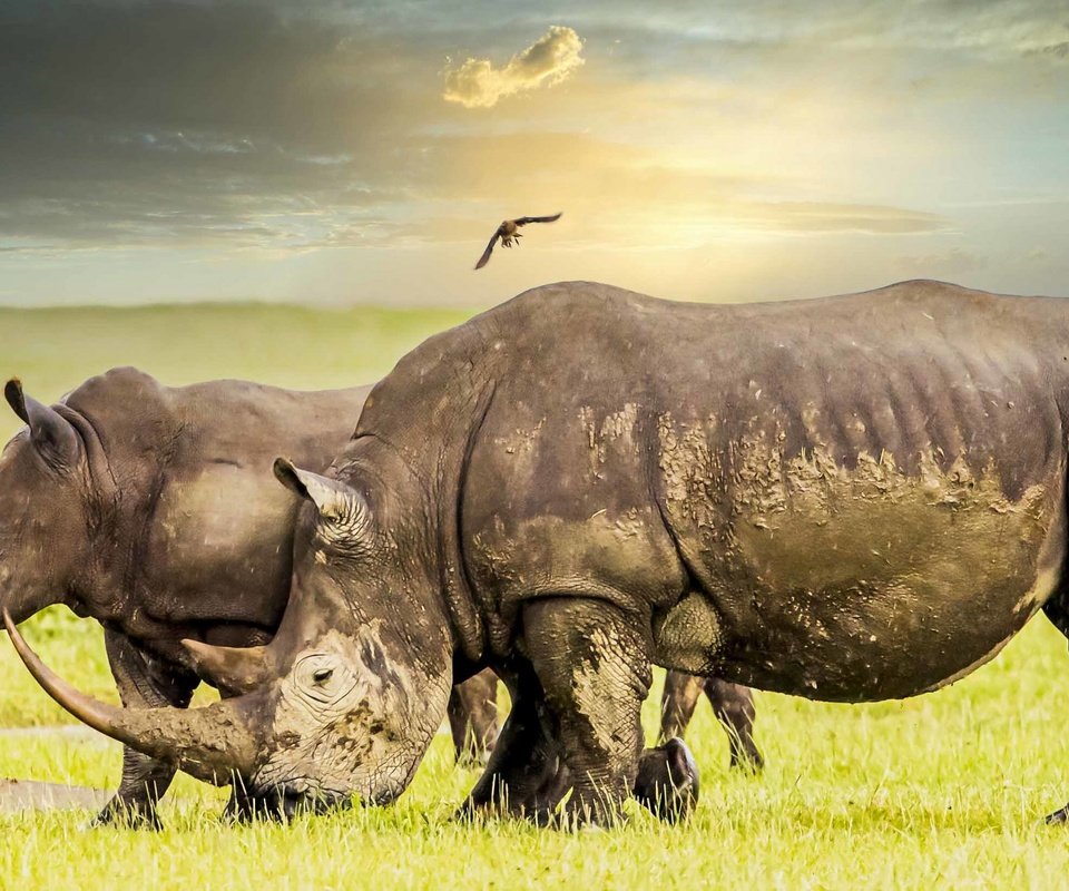 Обои природа, африка, носороги, nature, africa, rhinos разрешение 2560x1440 Загрузить