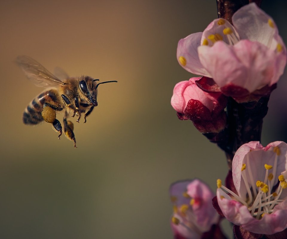 Обои цветы, природа, цветение, насекомое, лепестки, крылья, весна, пчела, flowers, nature, flowering, insect, petals, wings, spring, bee разрешение 2048x1365 Загрузить