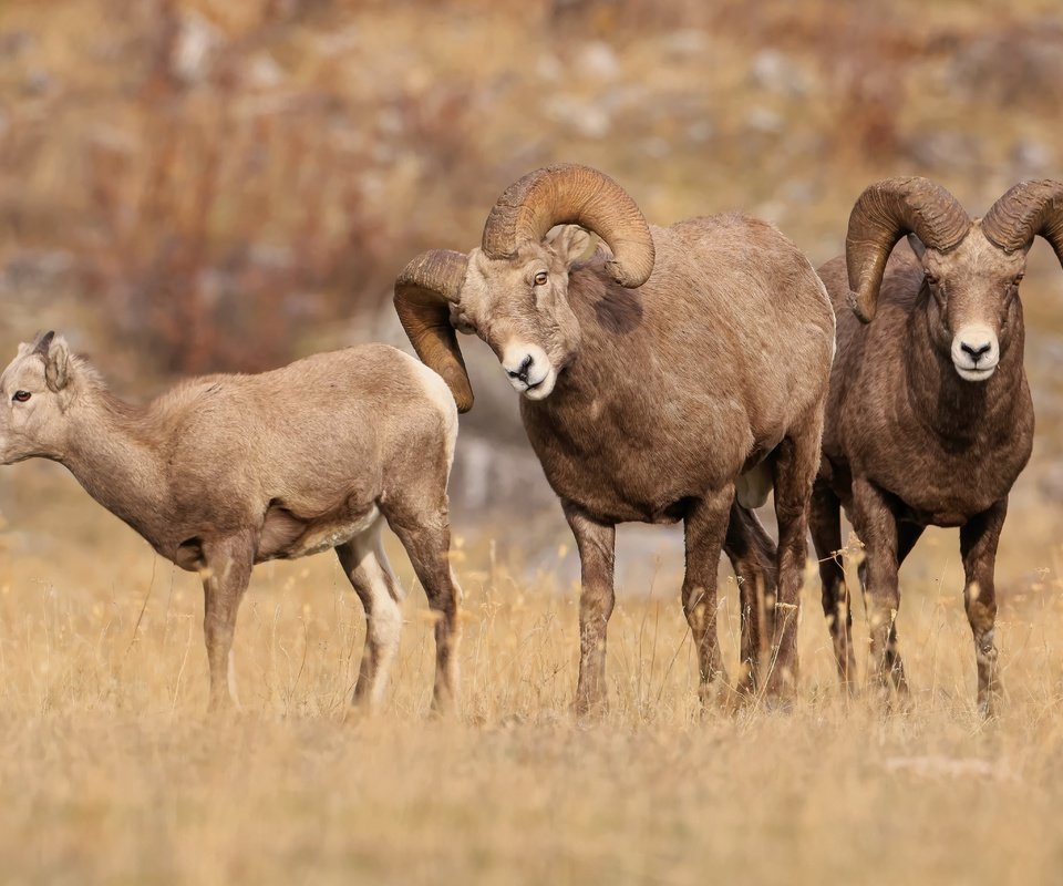 Обои природа, взгляд, рога, баран, бараны, nature, look, horns, ram, sheep разрешение 6144x3411 Загрузить