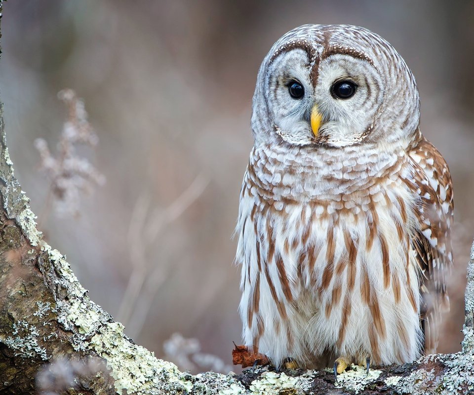 Обои сова, дерево, фон, взгляд, птица, кора, неясыть, owl, tree, background, look, bird, bark разрешение 2560x1440 Загрузить