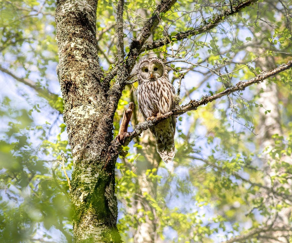 Обои сова, дерево, ветки, птица, неясыть, owl, tree, branches, bird разрешение 4000x2666 Загрузить