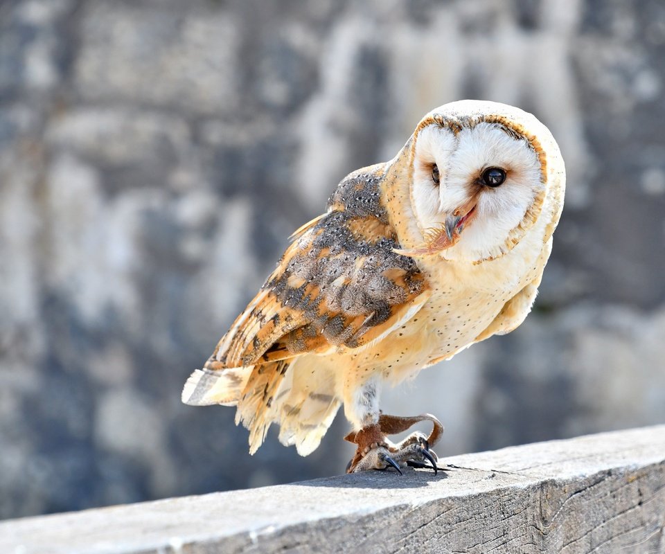 Обои сова, камни, взгляд, стена, птица, сипуха, брус, owl, stones, look, wall, bird, the barn owl, timber разрешение 5003x3574 Загрузить