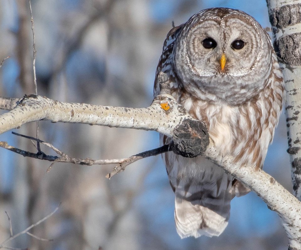 Обои сова, ветка, дерево, птица, береза, боке, пестрая неясыть, owl, branch, tree, bird, birch, bokeh, a barred owl разрешение 2048x1366 Загрузить