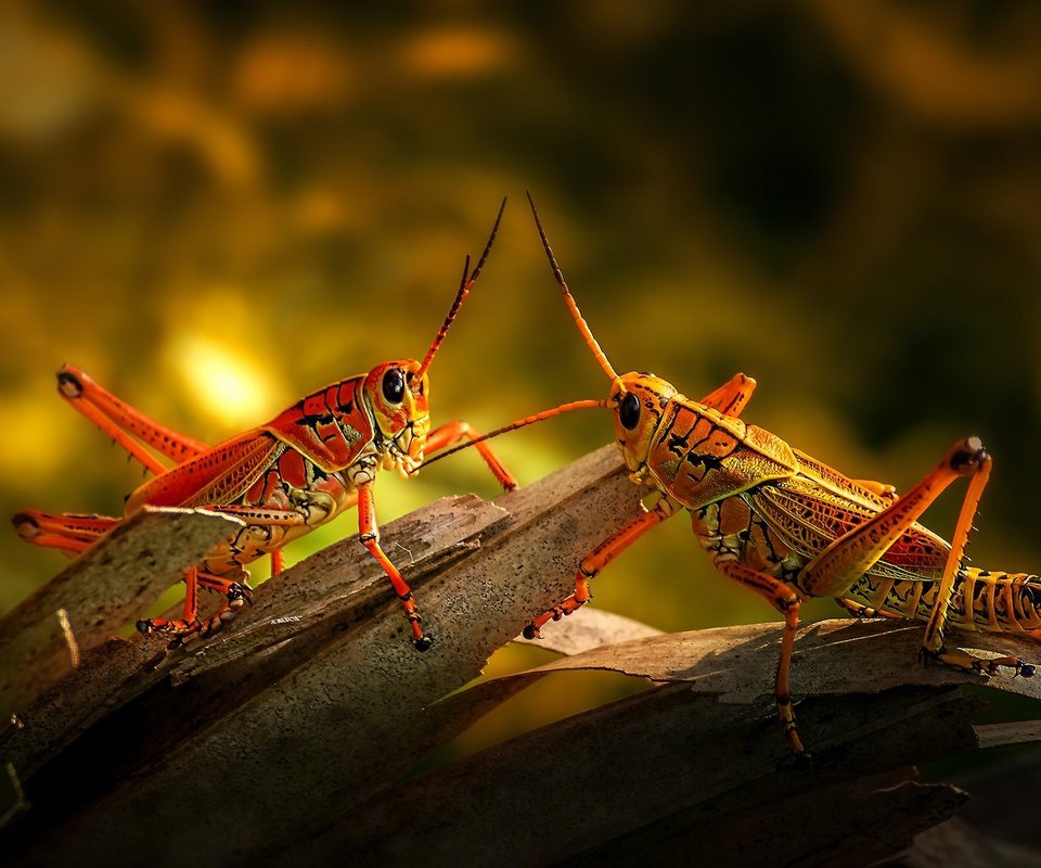 Обои свет, кора, кузнечик, боке, кузнечики, light, bark, grasshopper, bokeh, grasshoppers разрешение 2880x1620 Загрузить