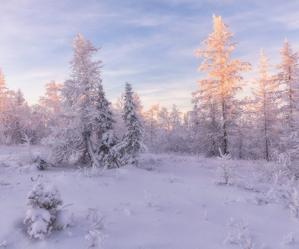 Обои свет, ели, снег, природа, лес, зима, пейзаж, утро, иней, light, ate, snow, nature, forest, winter, landscape, morning, frost разрешение 2000x1334 Загрузить