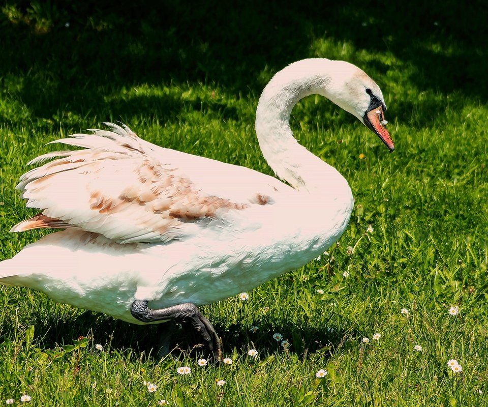 Обои свет, зелень, лето, белый, поляна, птица, лебедь, light, greens, summer, white, glade, bird, swan разрешение 2560x1440 Загрузить