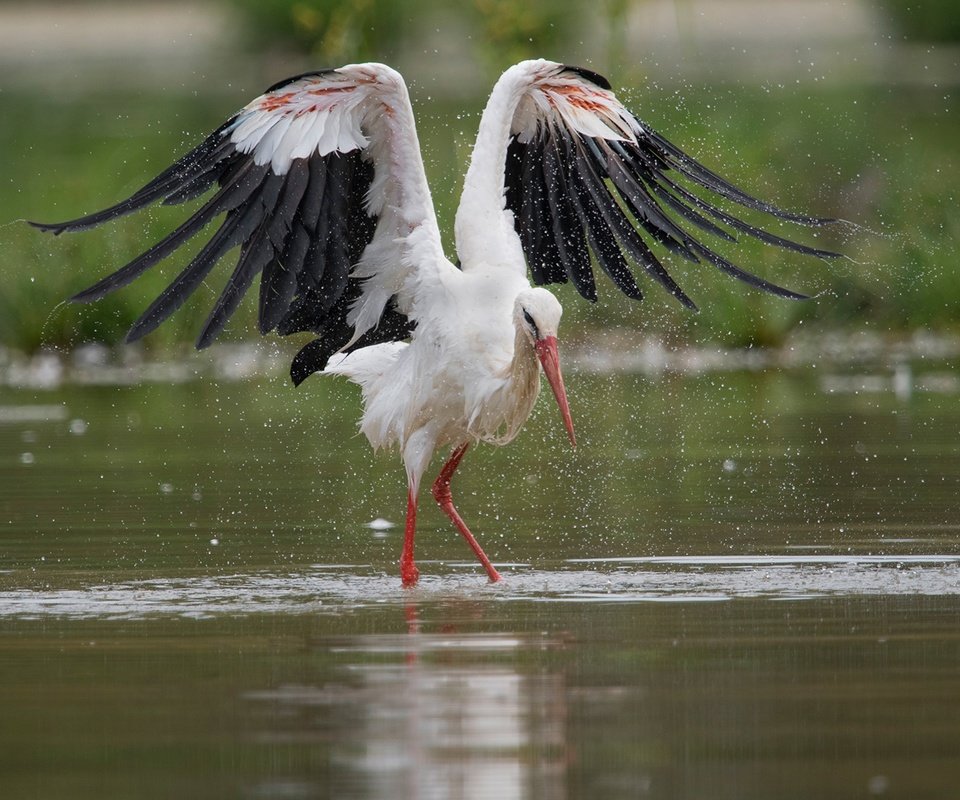 Обои вода, крылья, брызги, птица, аист, water, wings, squirt, bird, stork разрешение 1920x1280 Загрузить