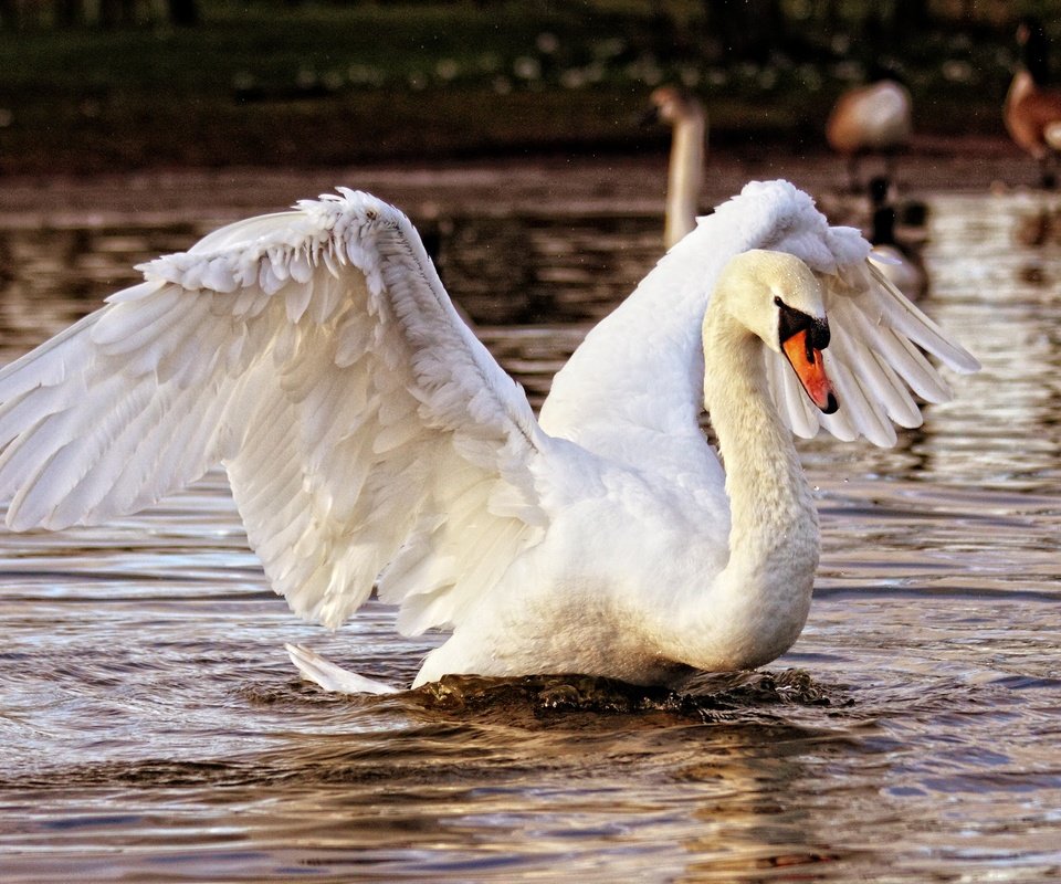 Обои водоем, птица, лебедь, взмах крыльев, pond, bird, swan, flap разрешение 2560x1773 Загрузить