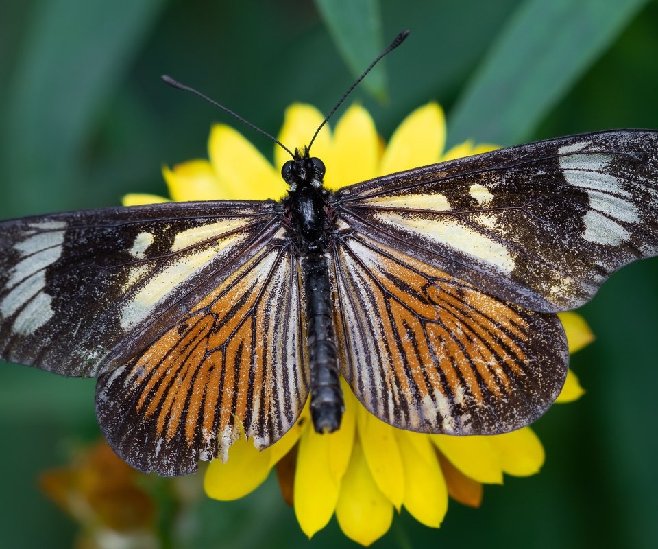 Обои желтый, макро, цветок, бабочка, yellow, macro, flower, butterfly разрешение 5706x3210 Загрузить