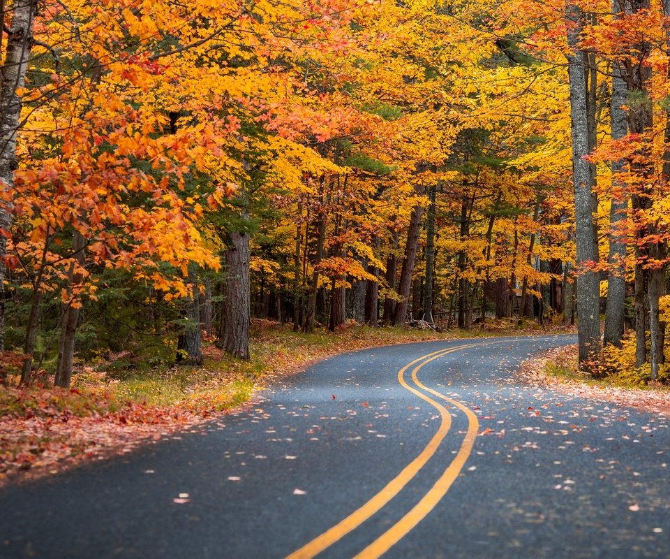 Обои дорога, лес, листья, пейзаж, осень, road, forest, leaves, landscape, autumn разрешение 3840x2716 Загрузить