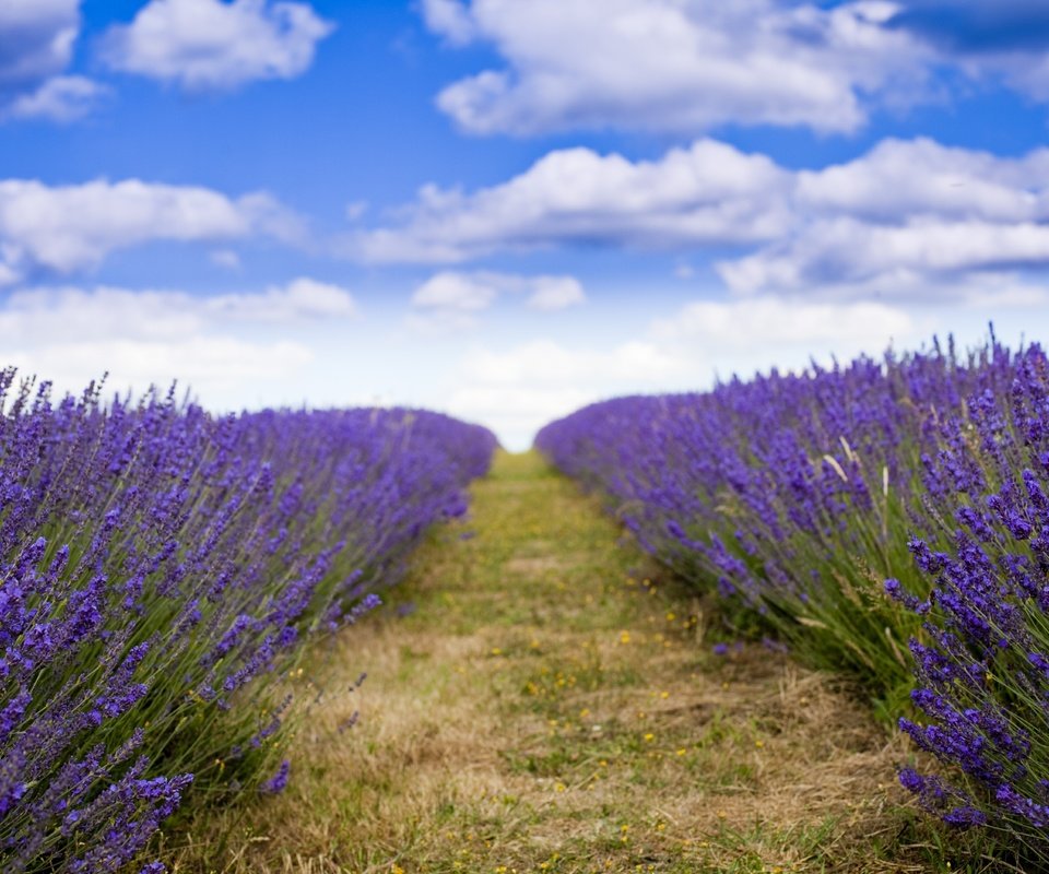 Обои лаванда, lavender разрешение 5616x3744 Загрузить