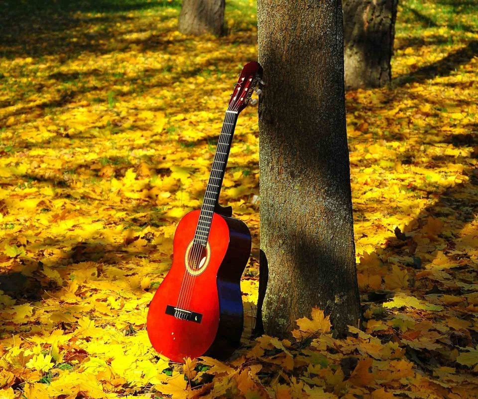 Обои природа, листья, гитара, листва, осень, струны, nature, leaves, guitar, foliage, autumn, strings разрешение 5120x3200 Загрузить