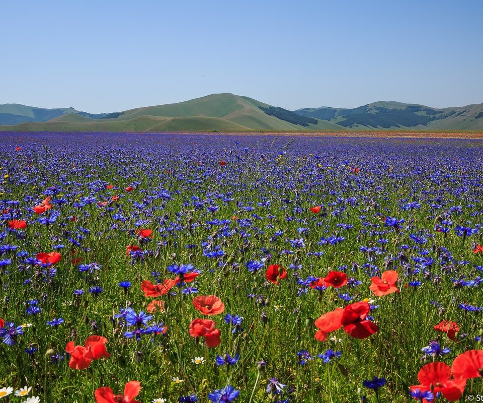 Обои цветы, горы, поле, маки, луг, италия, васильки, flowers, mountains, field, maki, meadow, italy, cornflowers разрешение 3072x2048 Загрузить