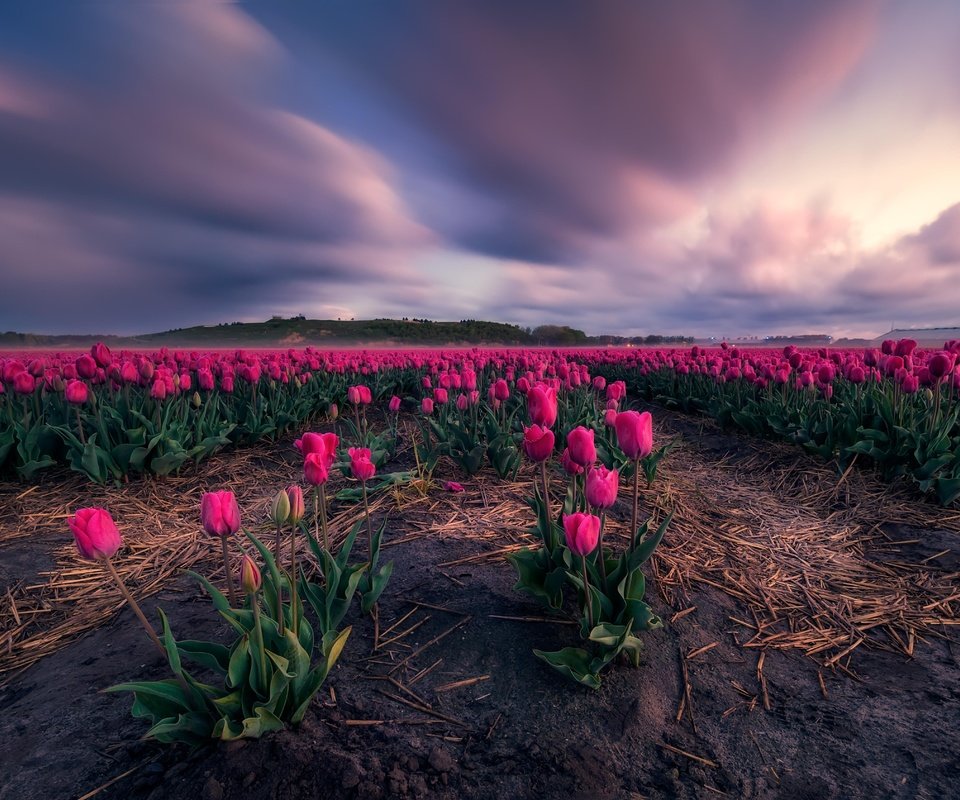 Обои цветы, поле, тюльпаны, flowers, field, tulips разрешение 5052x3368 Загрузить