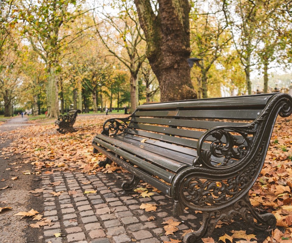 Обои деревья, листья, парк, осень, скамейка, trees, leaves, park, autumn, bench разрешение 6000x4000 Загрузить