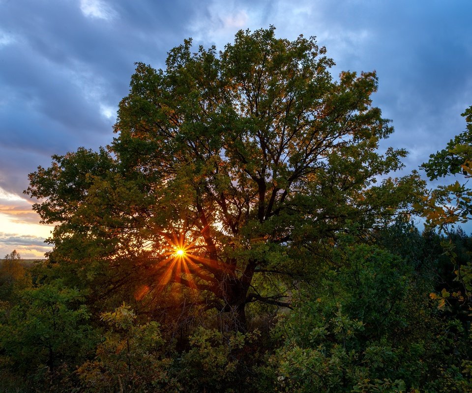 Обои деревья, солнце, природа, закат, лучи, осень, растительность, trees, the sun, nature, sunset, rays, autumn, vegetation разрешение 1920x1280 Загрузить