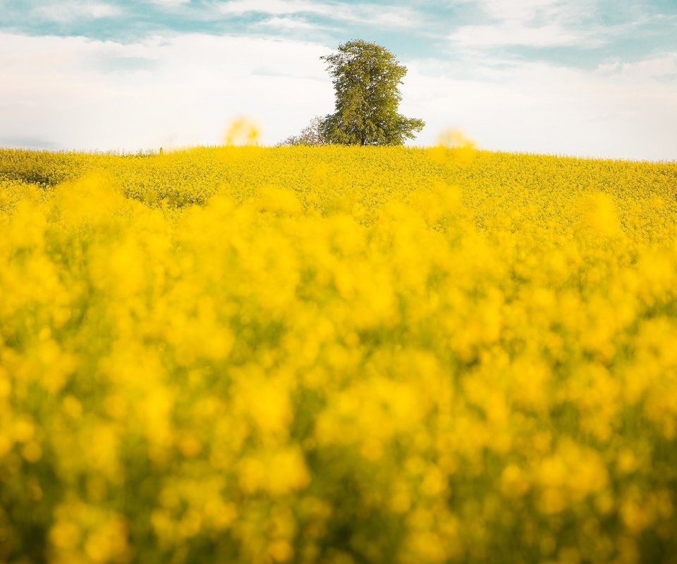 Обои дерево, поле, боке, рапс, tree, field, bokeh, rape разрешение 3840x2160 Загрузить