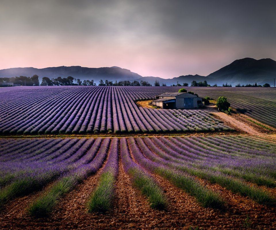 Обои горы, природа, пейзаж, поля, лаванда, дом, mountains, nature, landscape, field, lavender, house разрешение 4000x2250 Загрузить