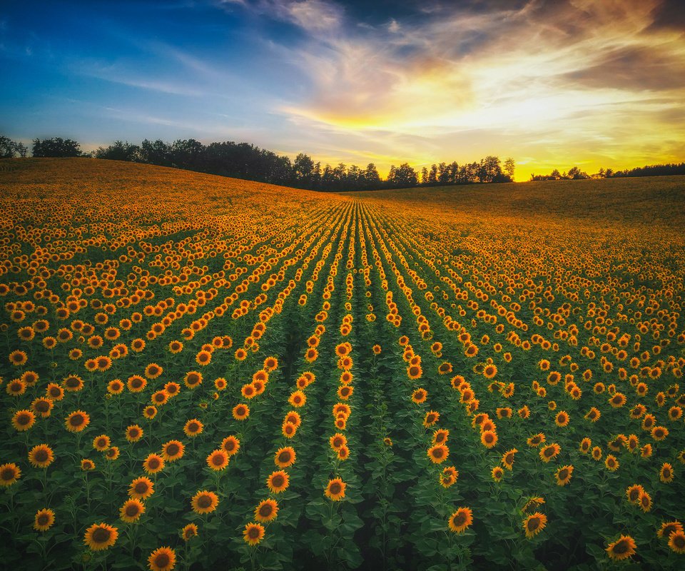 Обои небо, цветы, природа, закат, пейзаж, поле, подсолнухи, the sky, flowers, nature, sunset, landscape, field, sunflowers разрешение 4032x3024 Загрузить