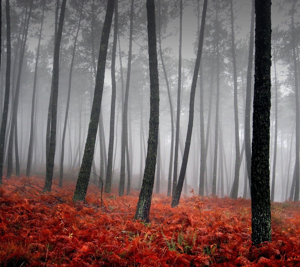 Обои трава, деревья, туман, красный, grass, trees, fog, red разрешение 3543x2362 Загрузить