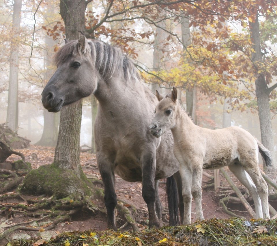 Обои лошадь, деревья, лес, horse, trees, forest разрешение 3504x2336 Загрузить